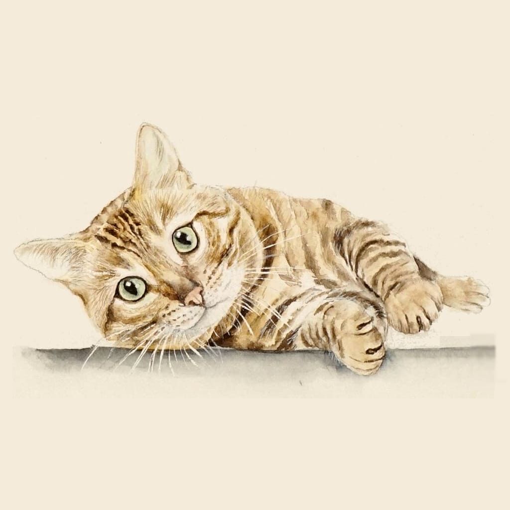 中国大猫
